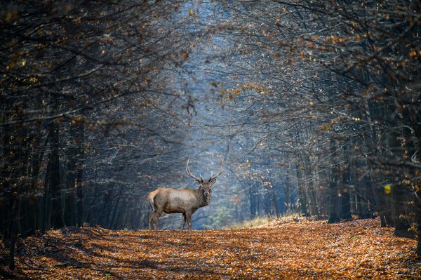 Comment choisir une croisière qui offre des excursions pour observer les loups en Scandinavie?